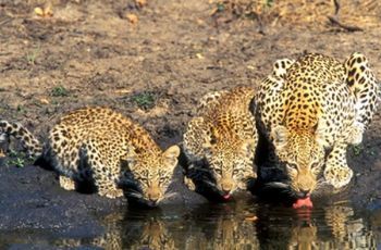 "Leopard & Cubs Drinking"