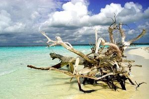 "Driftwood"