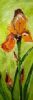 "Orange Fewer - Iris"