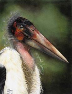 "Marabou Stork"