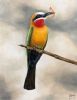 "Bee-Eater"