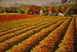 "Paarl vineyard"