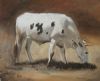 "Nguni 5"