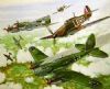 "Battle of Britain"