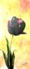 "Black Tulip 1"