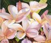 "Frangipani 1"