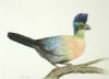 "Purple Crested Turaco"