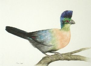 "Purple Crested Turaco"