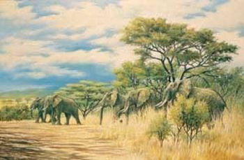"Pilangsberg Elephants"
