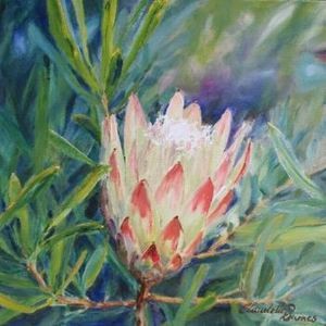 "Sugarbush Protea"
