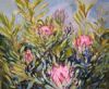 "Proteas"