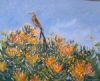 "Sugarbird on Pincushions"