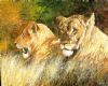 "Young Partners - Lions"