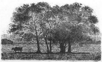 "Trees-Bome"