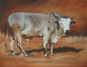 "Nguni 8"