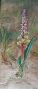 "Lachanalia Mutabilis"
