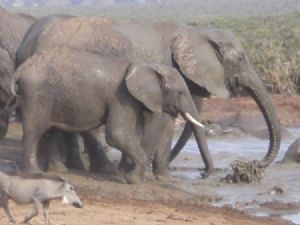 "elephant drinking hole"