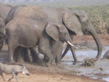 "elephant drinking hole"