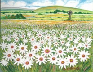 "Westcoast Daisies"