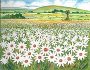 "Westcoast Daisies"