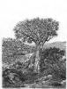 "Quiver-Kokerboom"