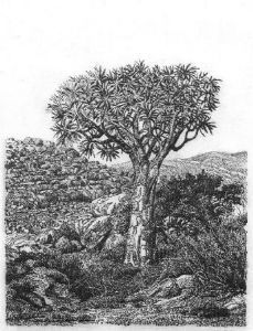 "Quiver-Kokerboom"