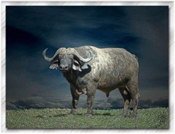 "Lone Bull"