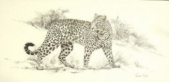 "Big 5 Leopard"