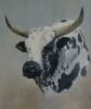 "Nguni #3"