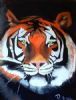 "Tiger oil"