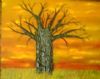 "Boabab Sunset"