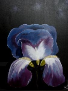 "Iris"