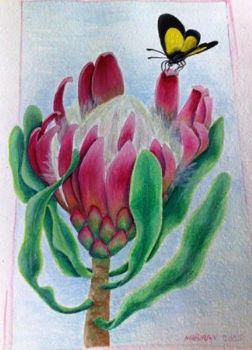 "King Protea"