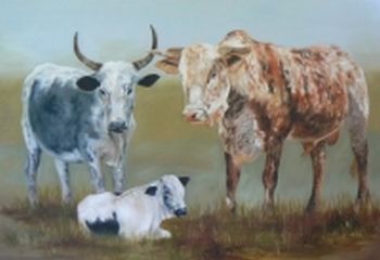 "Nguni cattle"