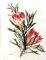 Sugar Bush Protea