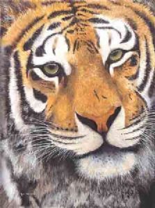 "426 Tiger - Personal Touch"