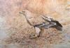 "427 Tawny Eagle"