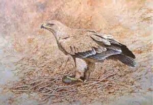 "427 Tawny Eagle"