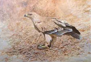 "427 Tawny Eagle"