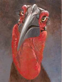 "Ground Hornbill"