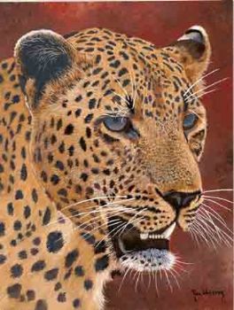 "Leopard"