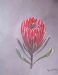 Protea Nerifolia