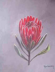 "Protea Nerifolia"