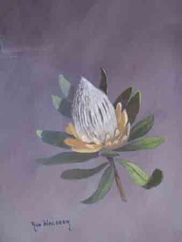 "Protea Comptonii"