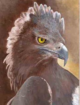 "Martial Eagle"