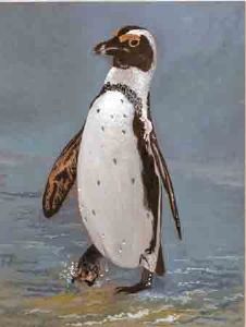 "Jackass Penguin"