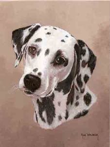 "505 Dalmatian"