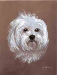 "506 Maltese Poodle"
