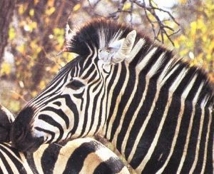 "Zebra"