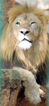 "The African Lion 1"